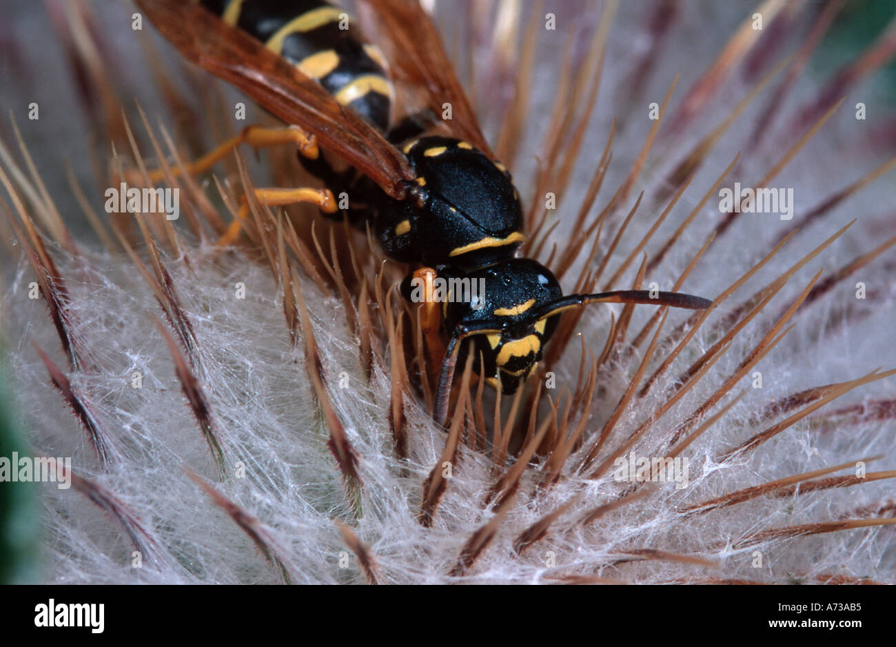 Paper wasp Polistes gallicus sul fiore Foto Stock