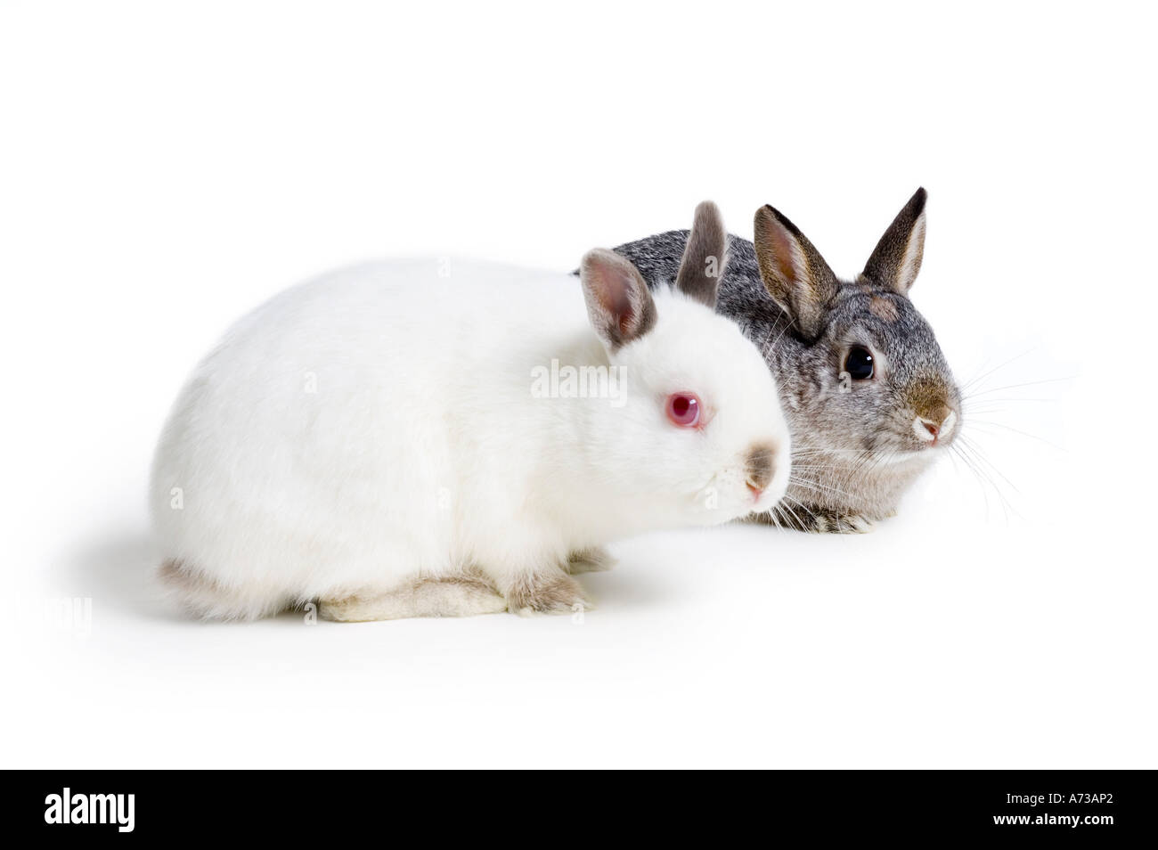 Due conigli Foto Stock