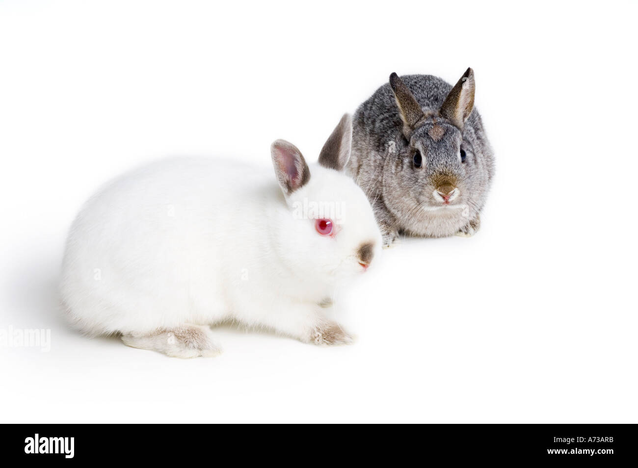 Conigli di coniglietto Foto Stock