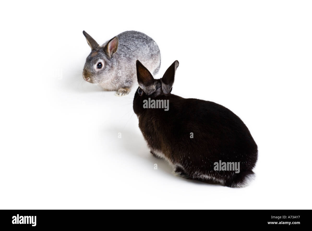 Coppia di conigli Foto Stock