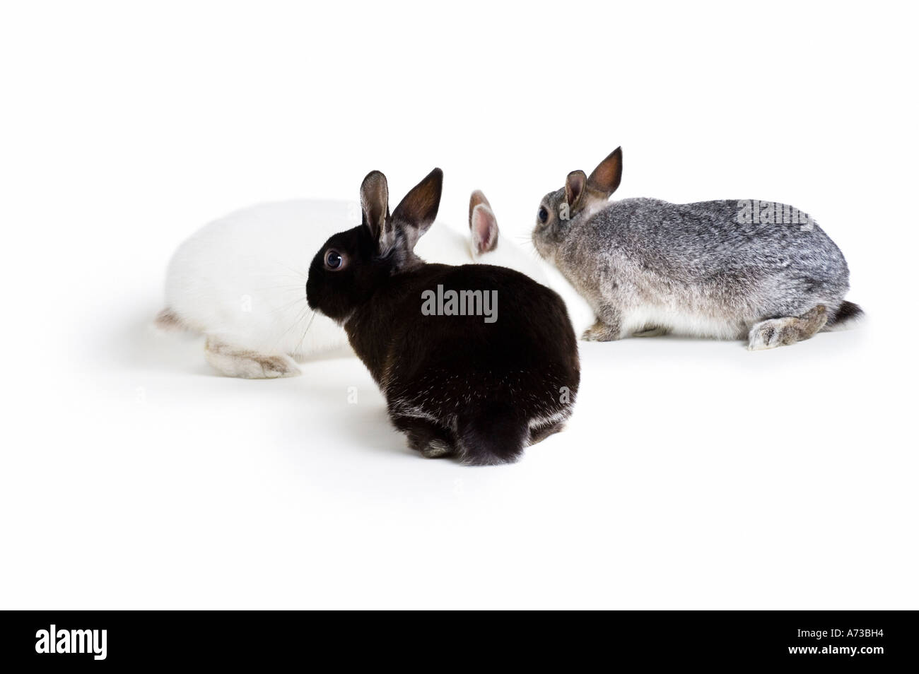 Tre conigli bunny Foto Stock