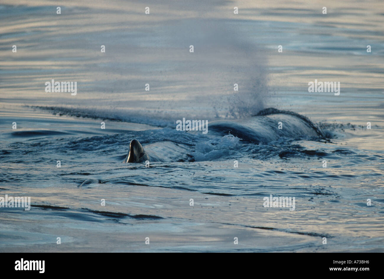 Capodoglio, grande capodoglio, spermacet balena, cachalot (Physeter macrocephalus, Physeter catodon), soffiaggio, Norvegia, Vesteral Foto Stock