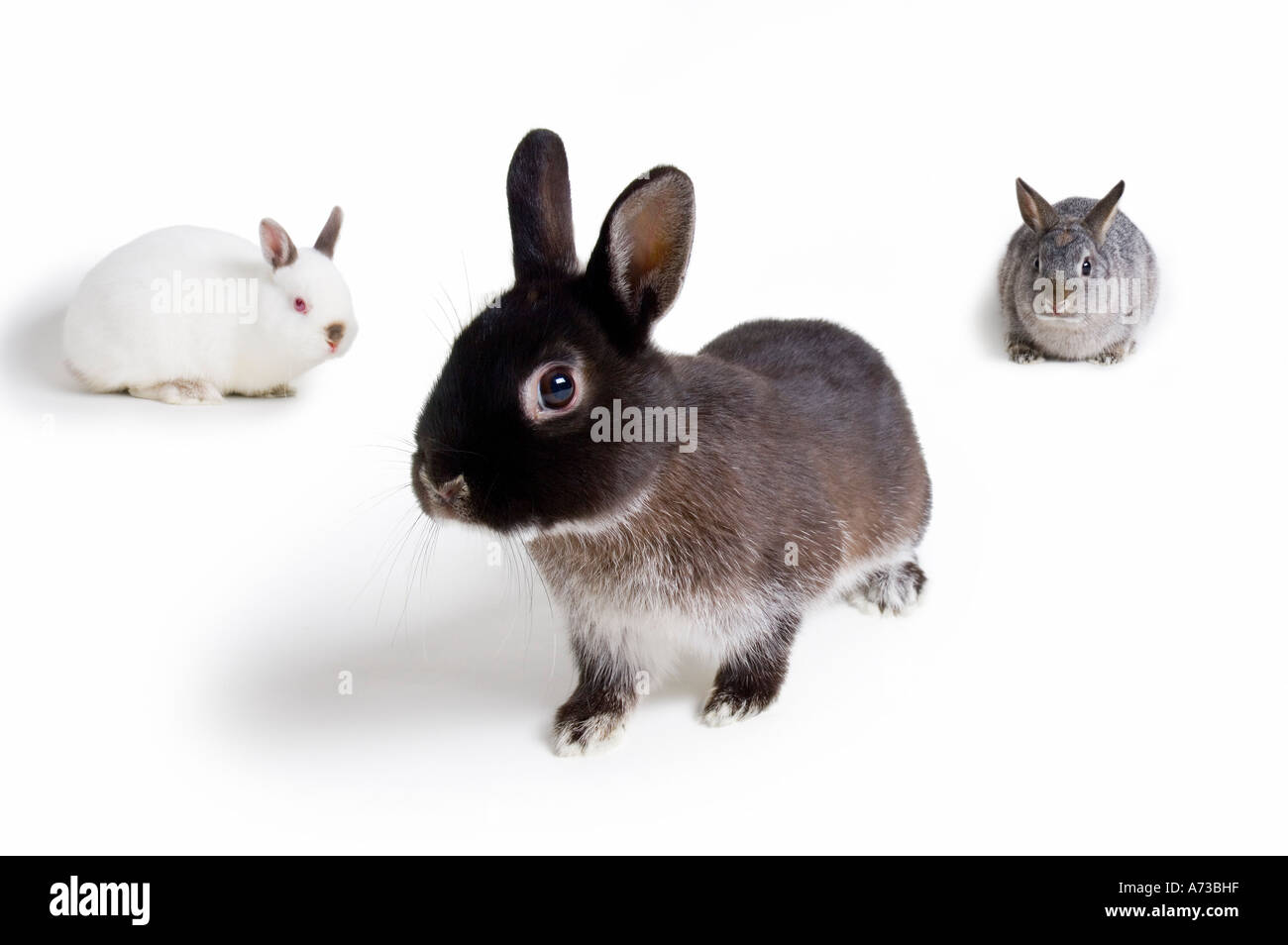 Tre coniglietto di pasqua conigli Foto Stock