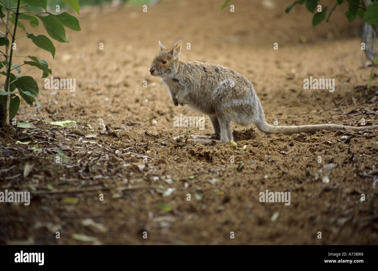 Spectacled lepre-wallaby (Lagorchestes conspicillatus), Australia, Queensland Foto Stock