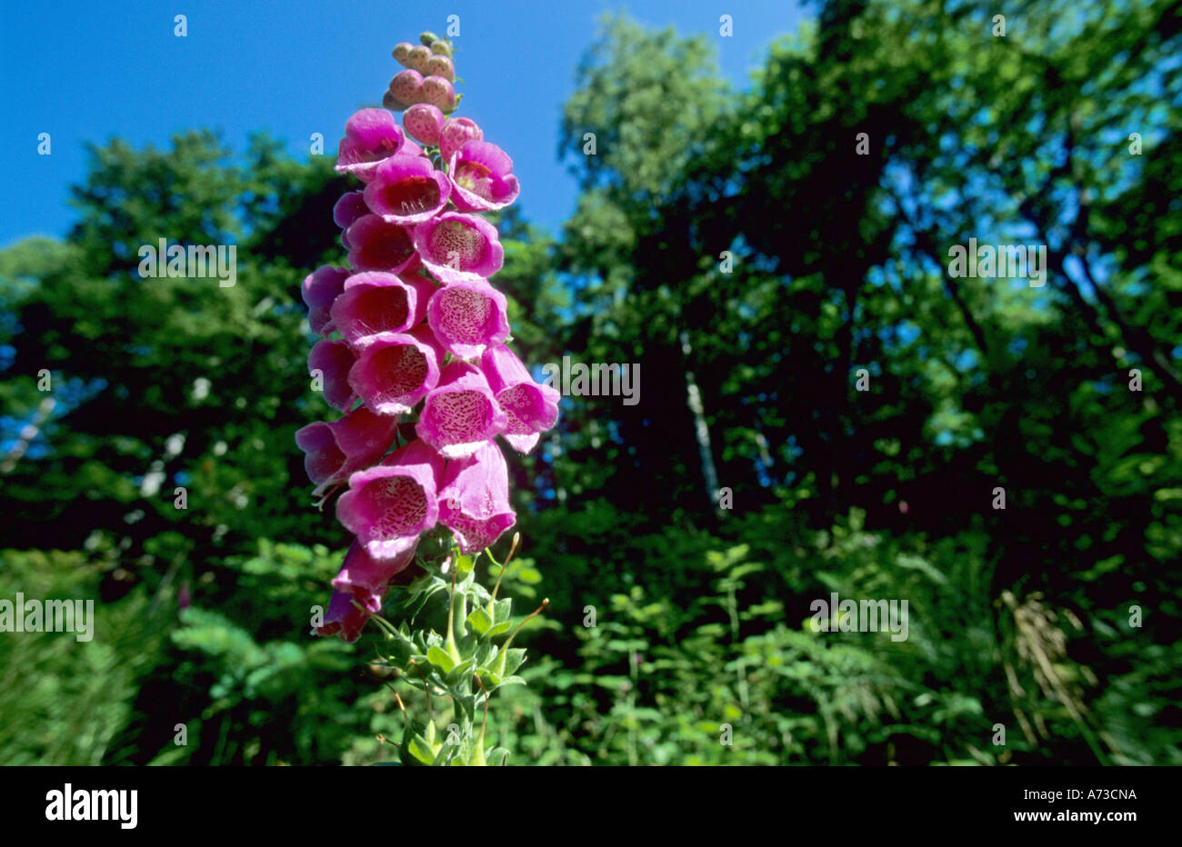 Foxglove comune, viola foxglove (Digitalis purpurea), singola infiorescenza su una radura, GERMANIA Baden-Wuerttemberg, Odenwald Foto Stock