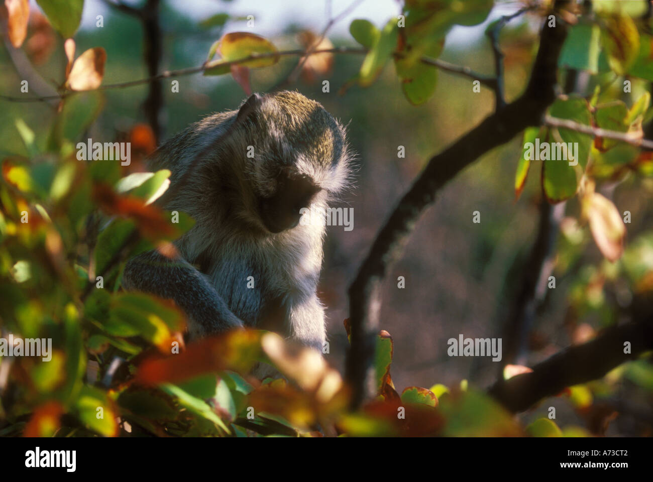 Vervet monkey alimentare nella struttura ad albero Foto Stock