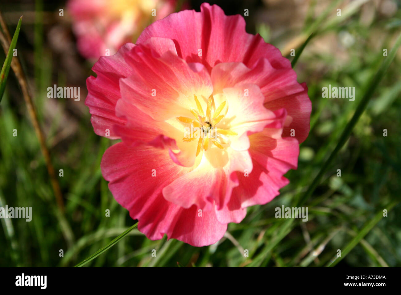 Rosa Papavero californiano (eschscholzia californica) Foto Stock