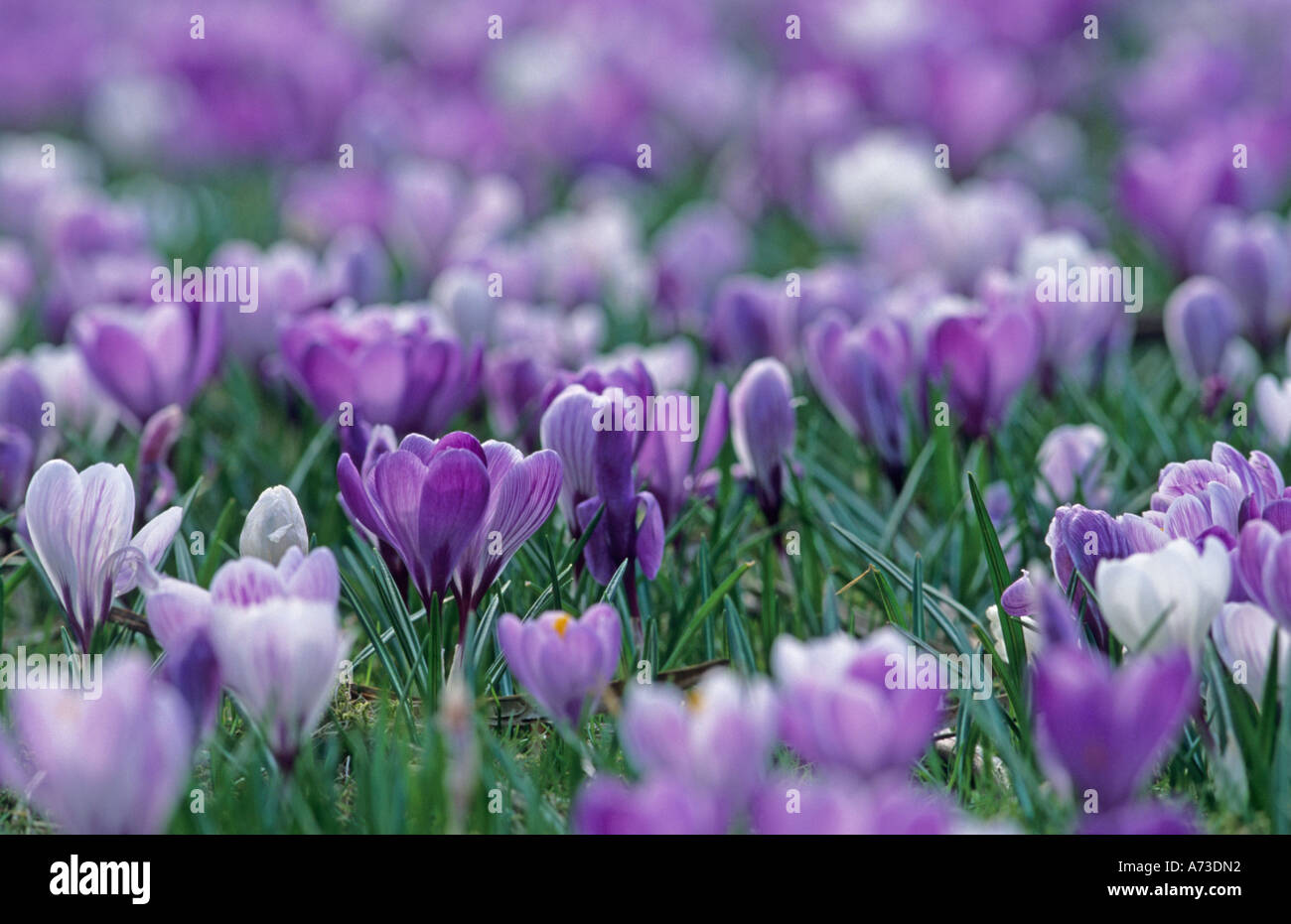 Crocus olandese, molla (crocus vernus crocus vernus, Crocus neapolitanus), fioritura Foto Stock