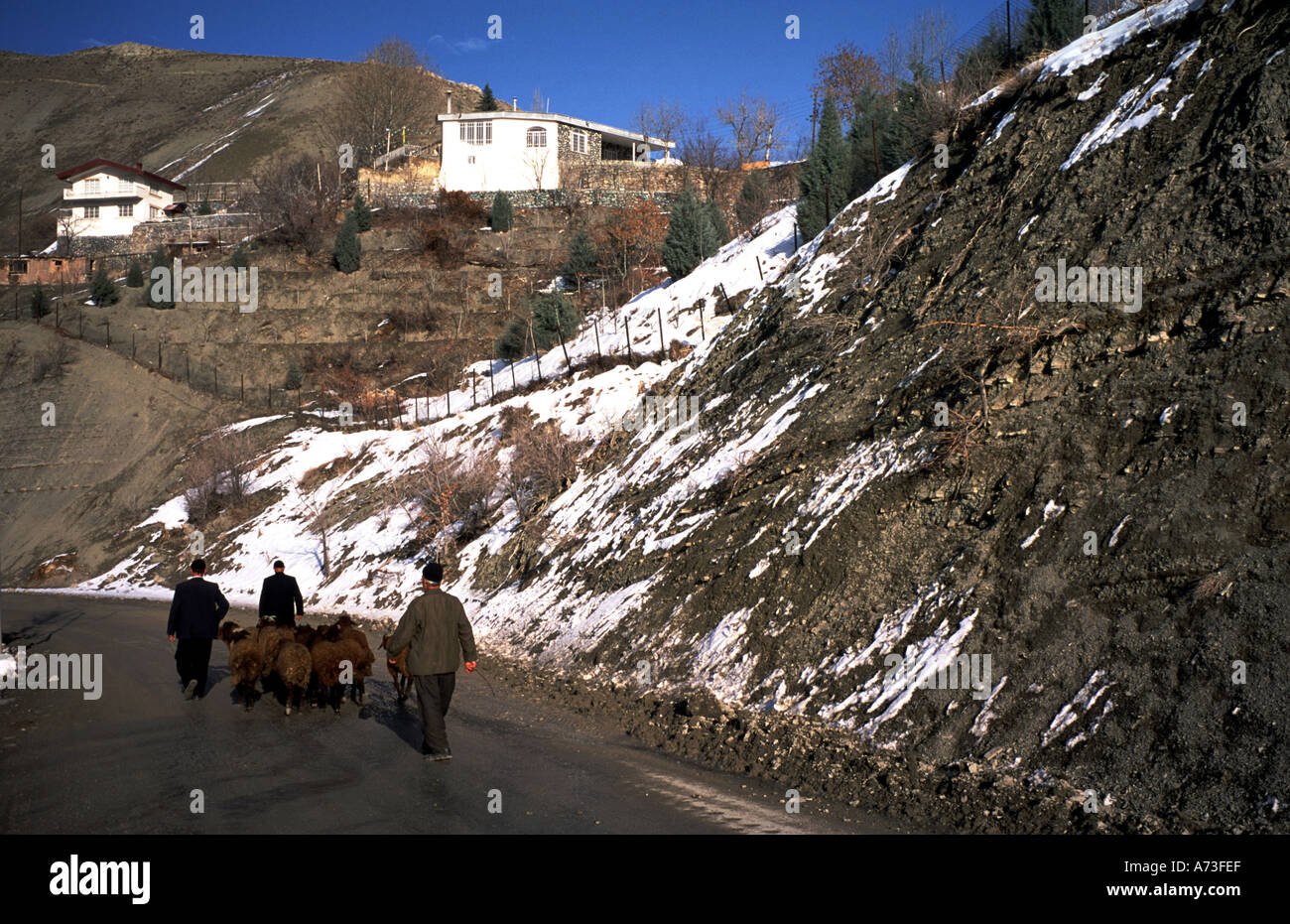 In Iran gli abitanti dei villaggi e le pecore Alborz Montagne Iran Foto Stock