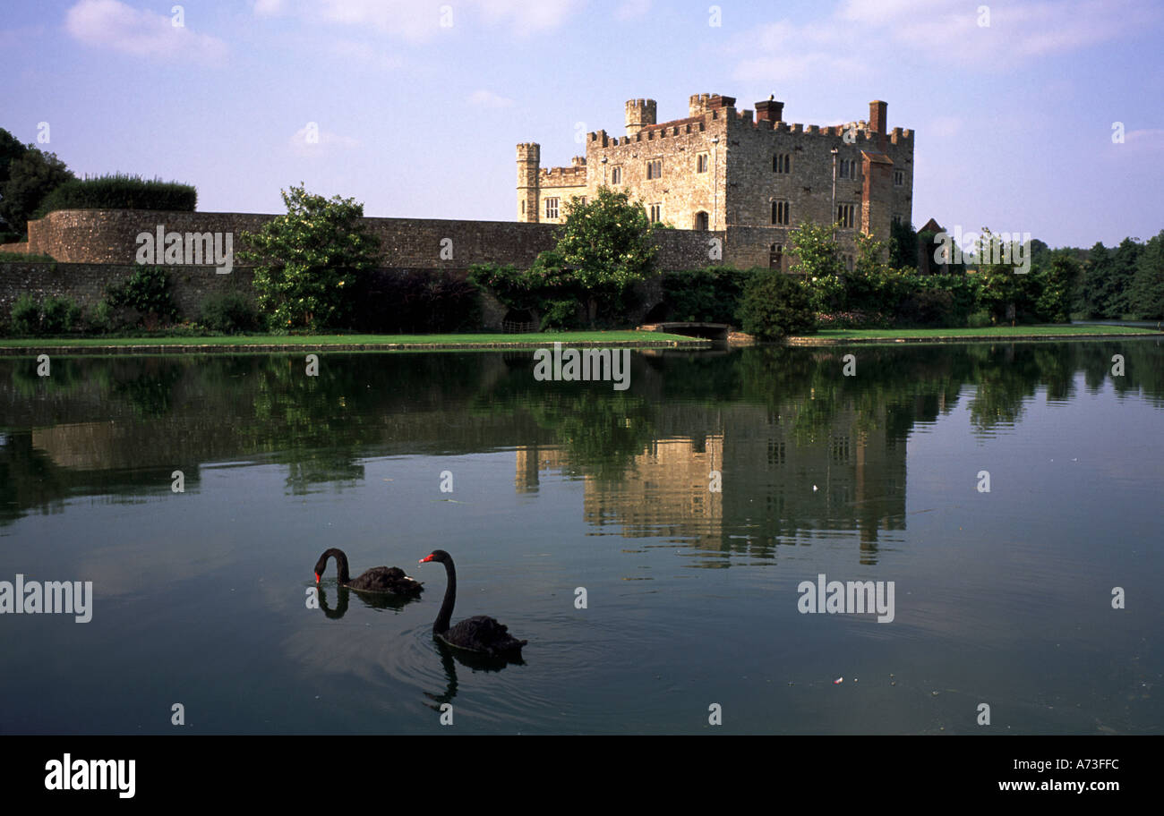 Cigni neri al Castello di Leeds Inghilterra Foto Stock