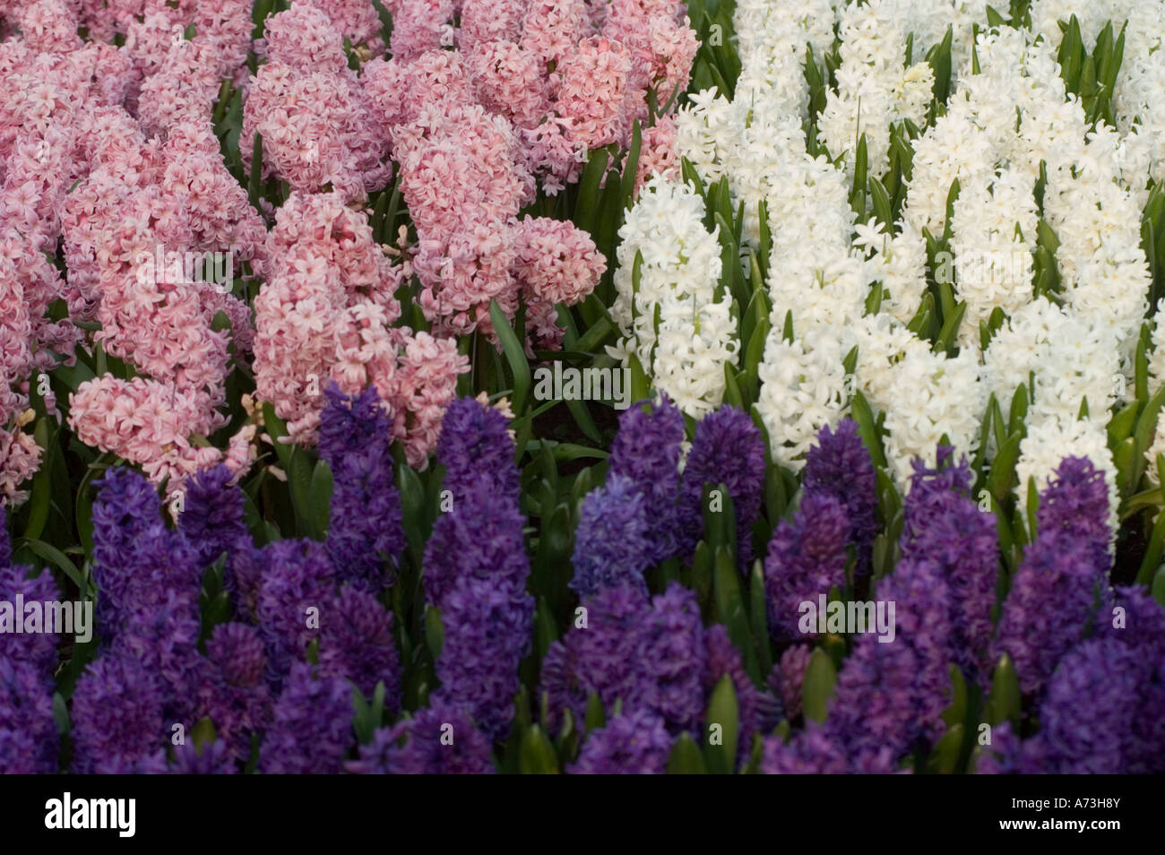 Rosa viola bianco fiori di primavera Giacinto Hiacinthaceae ibrido Hyacinthus orientalis, giardini Keukenhof Lisse, Olanda Foto Stock