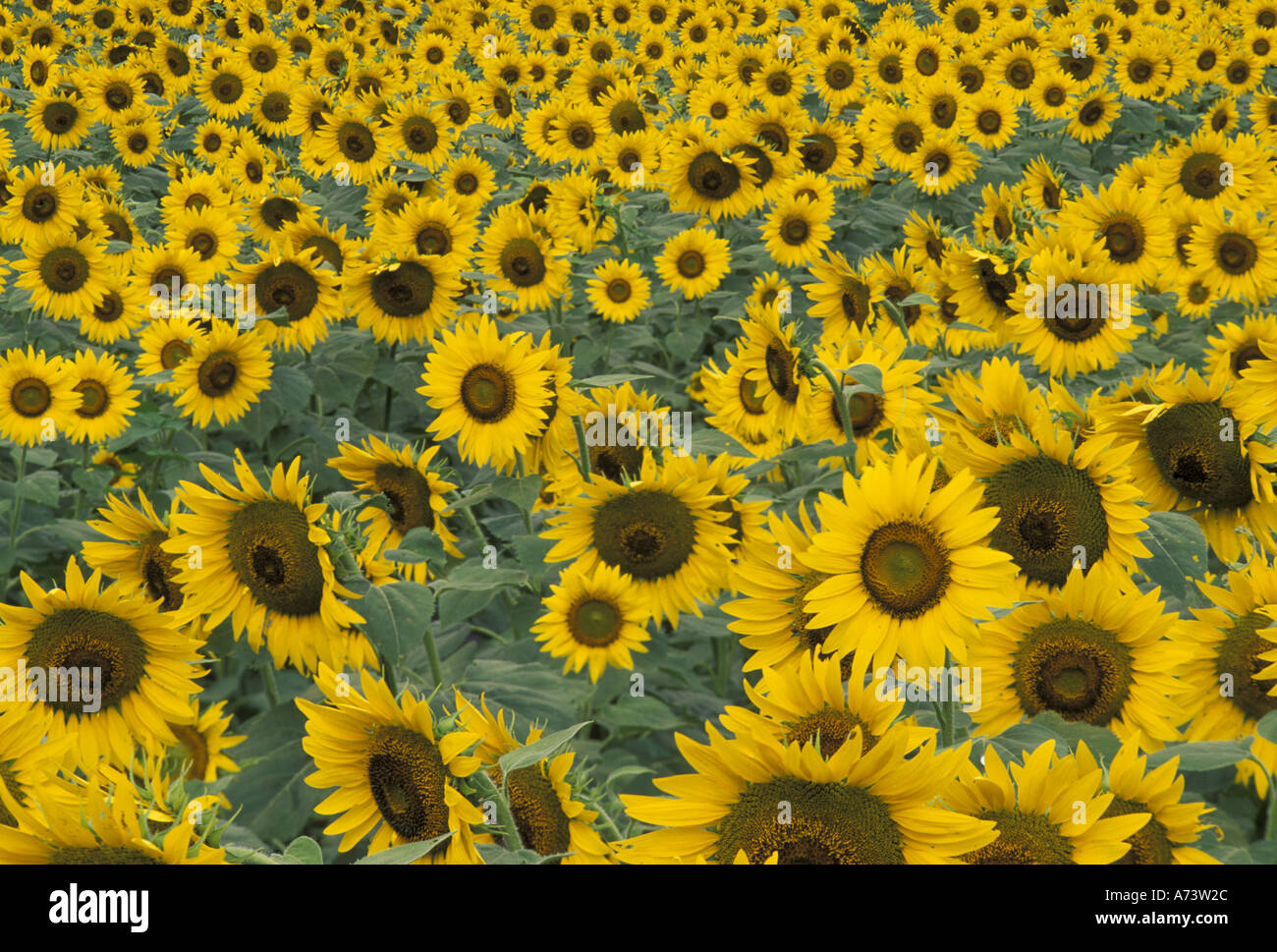 Stati Uniti d'America, Kentucky Pattern in campo di girasoli coltivati Foto Stock