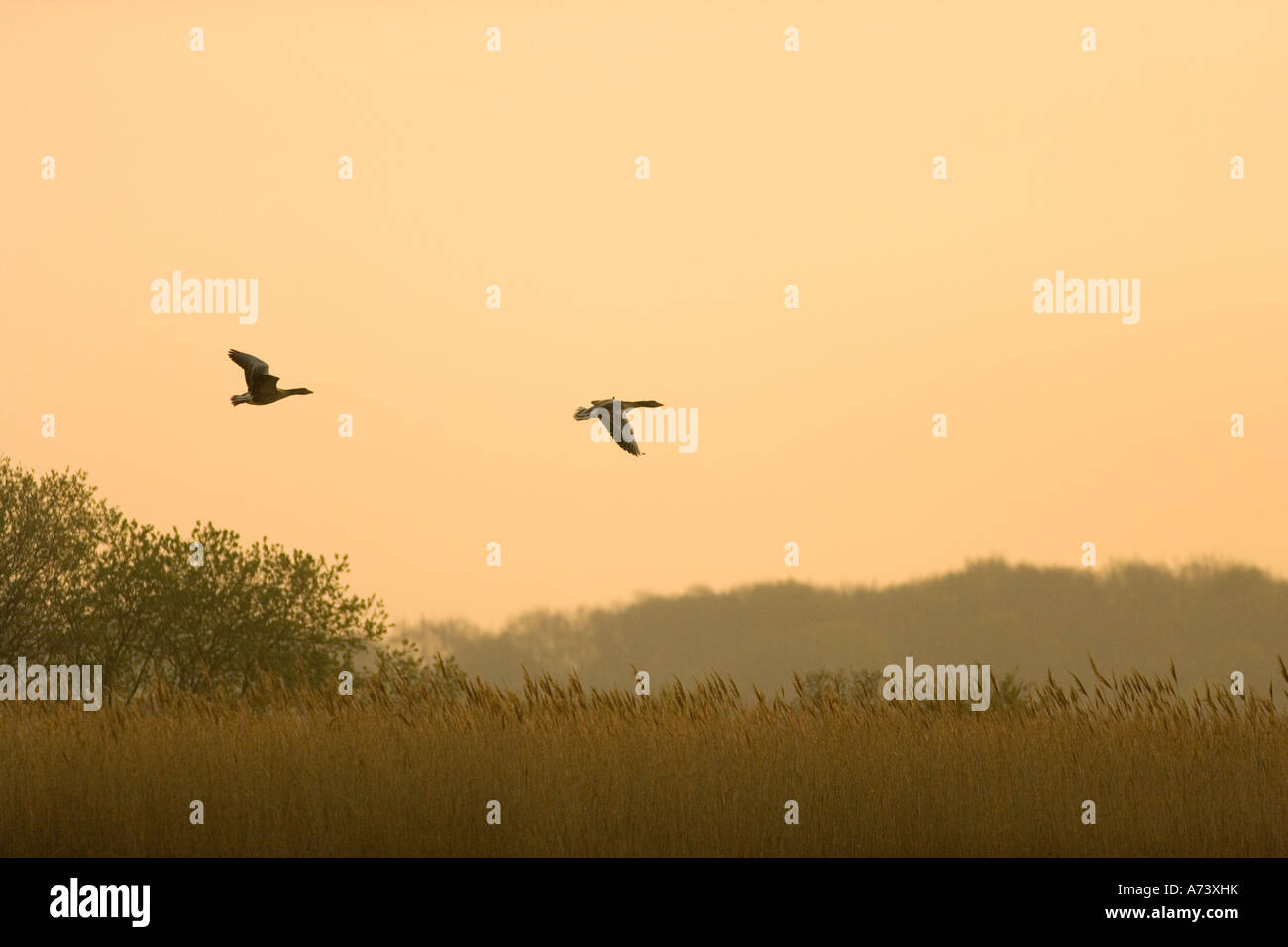 Coppia di oche Graylag 'Anser anser' in volo a Sunrise su 'Norfolk Broads' Foto Stock