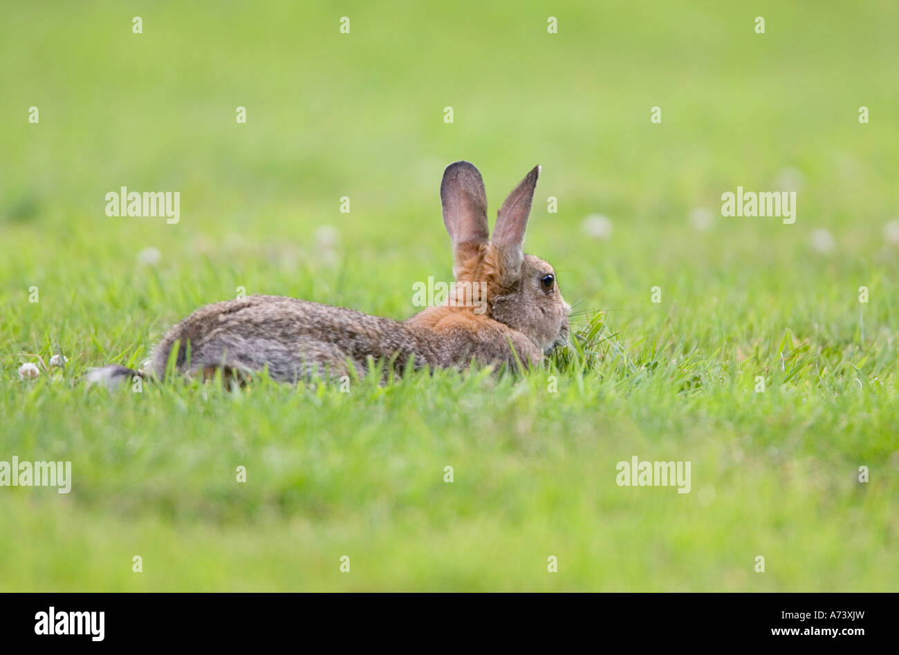 Coniglio selvatico in appoggio sull'erba 'oryctolagus cuniculus' UK Norfolk Foto Stock