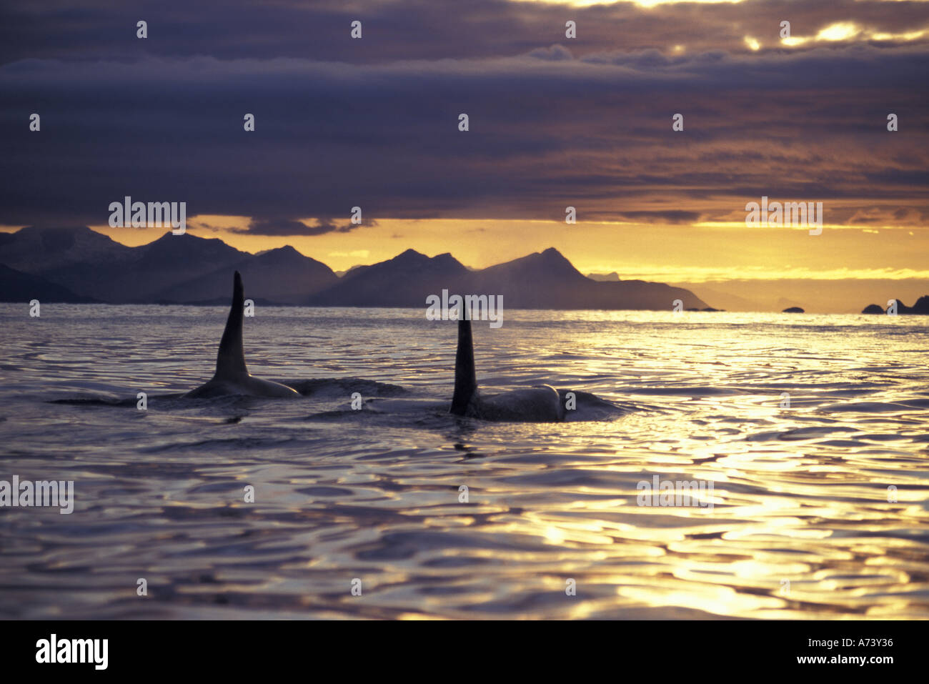 Orca o orche Foto Stock