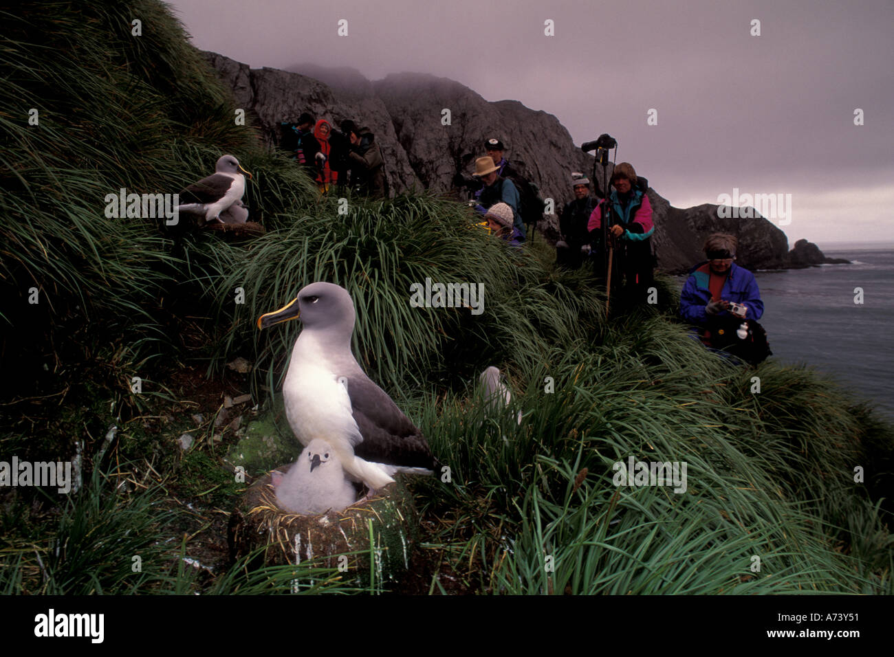 Sud America, Isola Georgia del Sud, a testa grigia (Albatross Diomedea chrysostoma) sulla prossima & ecotourists Foto Stock