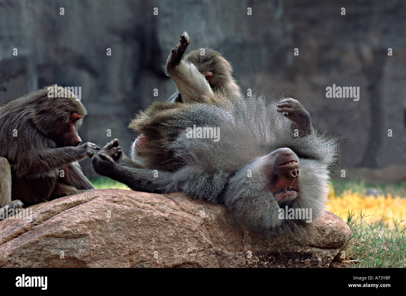 Maschio dominante Hamadryas baboon essendo curato, lo Zoo di Phoenix, Arizona Foto Stock