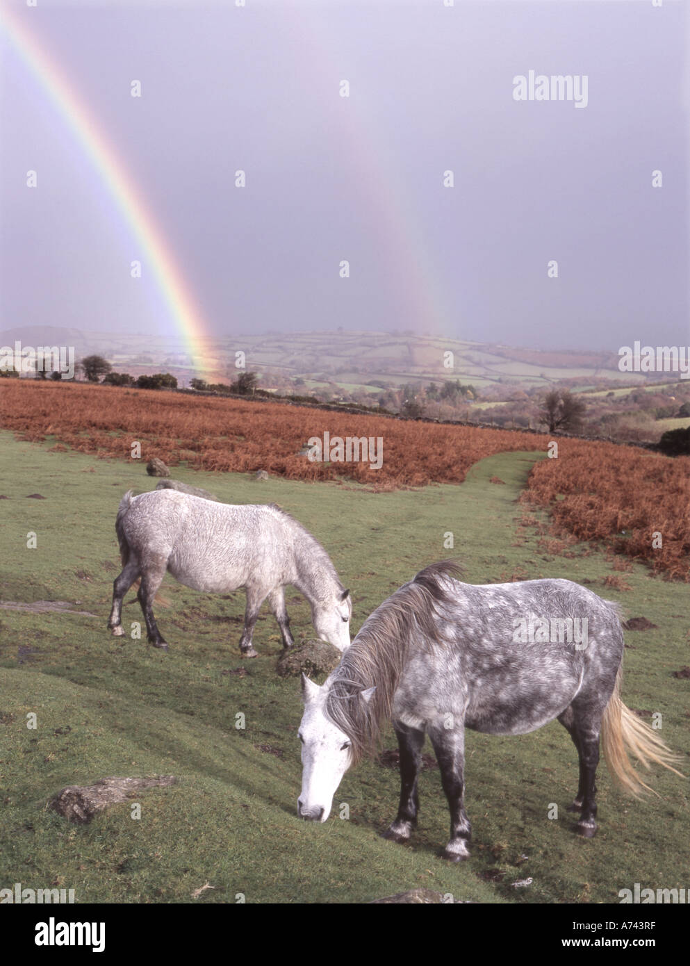 Rainbow e Dartmoor pony Foto Stock