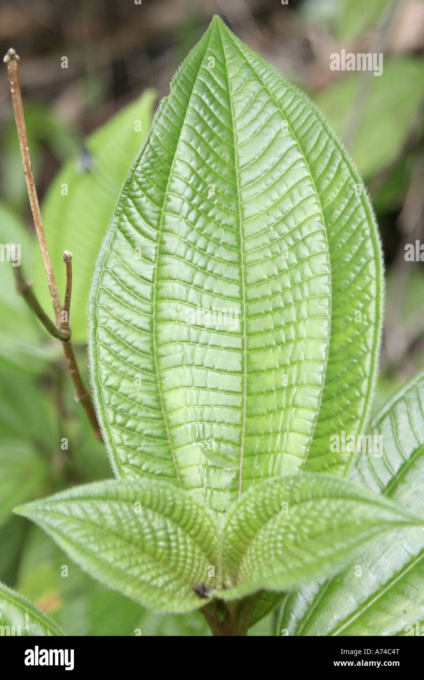 Dettaglio di un interessante foglia sagomato Foto Stock