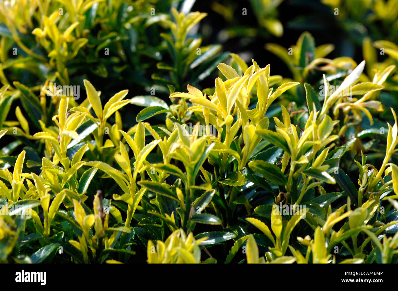 Euonymus Microphylla Aureovari Foto Stock