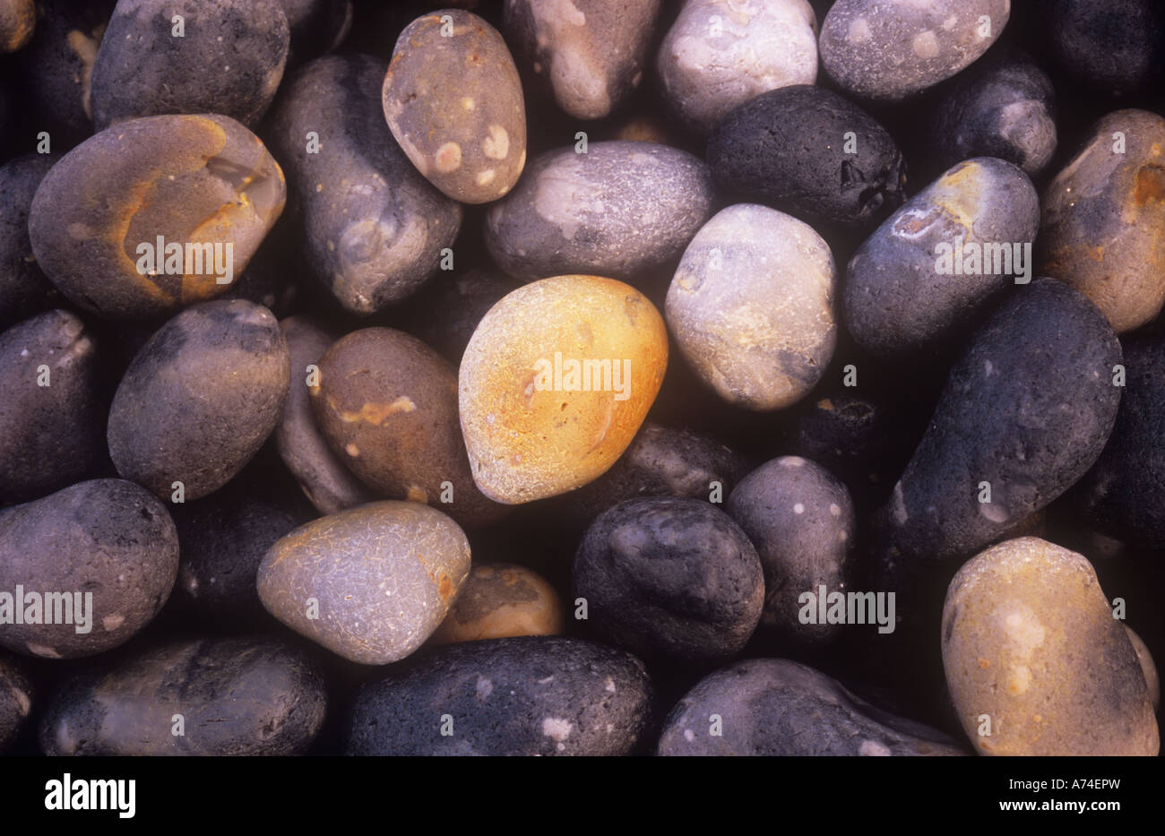 Close up lisci ciottoli sulla spiaggia inumidito dal mare per rivelare la loro sottili differenze di colore e alcuni contrasti Foto Stock