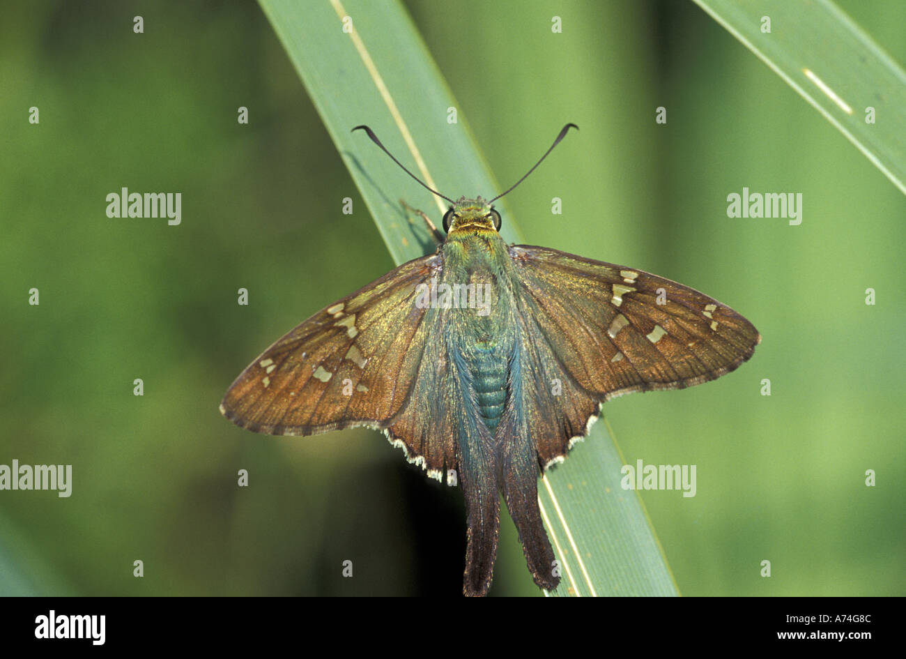 NA, STATI UNITI D'AMERICA, Florida, Cedar Key. Long-tailed skipper (Urbanus proteus) su un Palm frond Foto Stock