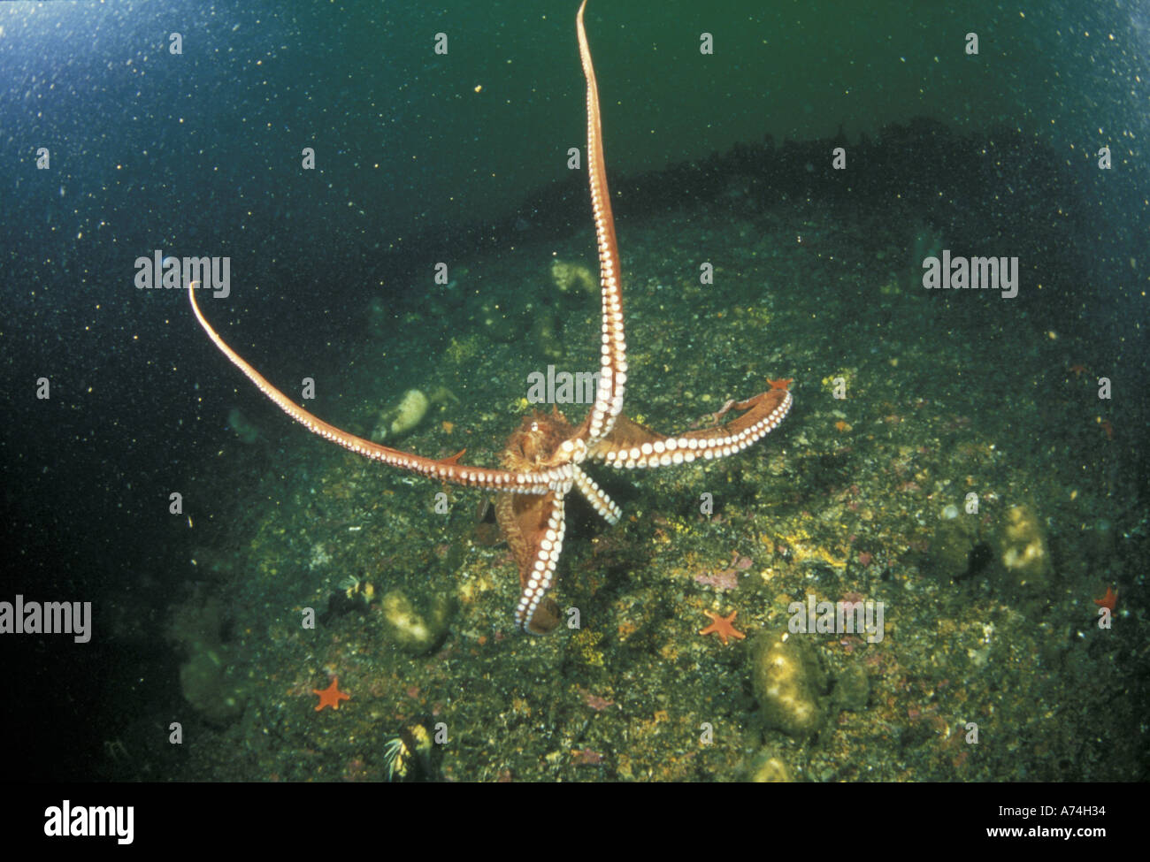 NA, STATI UNITI D'AMERICA, Pacific NW Pacifico gigante polpo (Octopus dofleini) Foto Stock