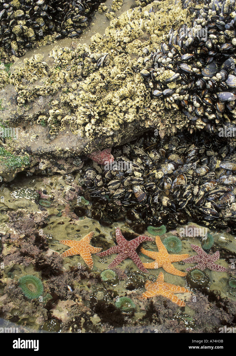 NA, STATI UNITI D'AMERICA, Oregon, Cape Kiwanda parco dello stato. Zonazione-CA; cozze, a collo di cigno cirripedi, pisaster e stelle di mare anemoni verde Foto Stock