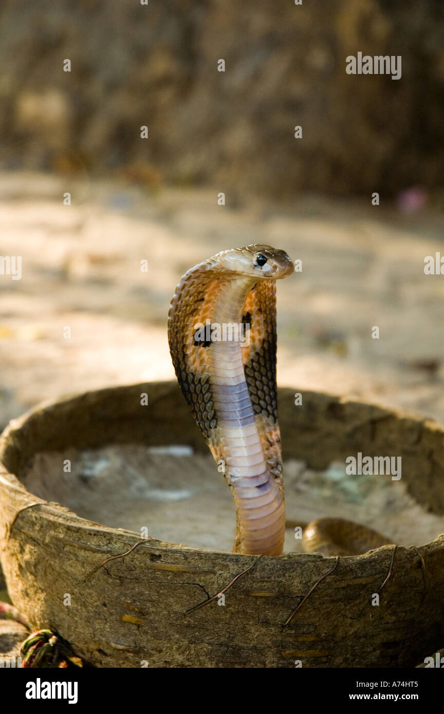 Un serpente incantatore di cobra in un cestello in India Foto Stock