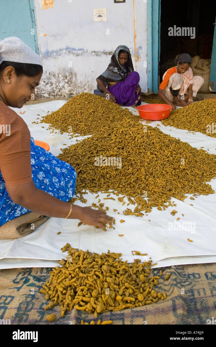 Le donne di grado curcuma fresca spice in India Foto Stock