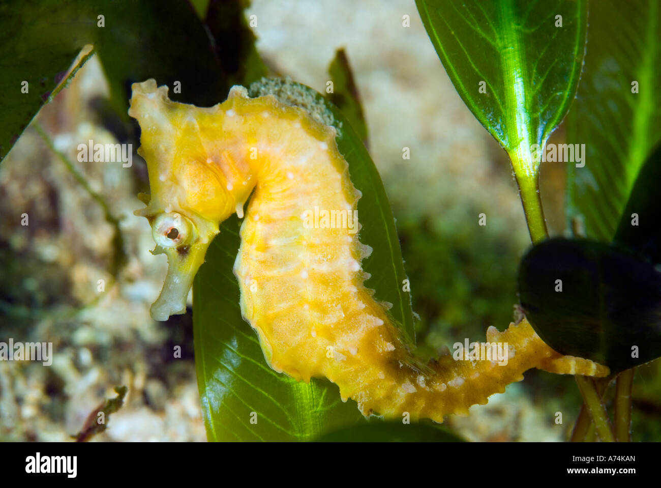 Bianco Cavalluccio Marino Hippocampus whitei, con la sua coda avvolto intorno le alghe verdi Foto Stock