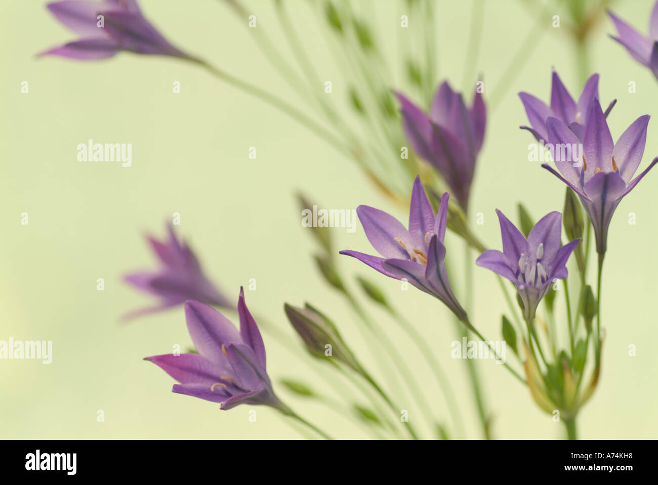 Triteleia Koningin Fabiola nome comune california giacinti Foto Stock