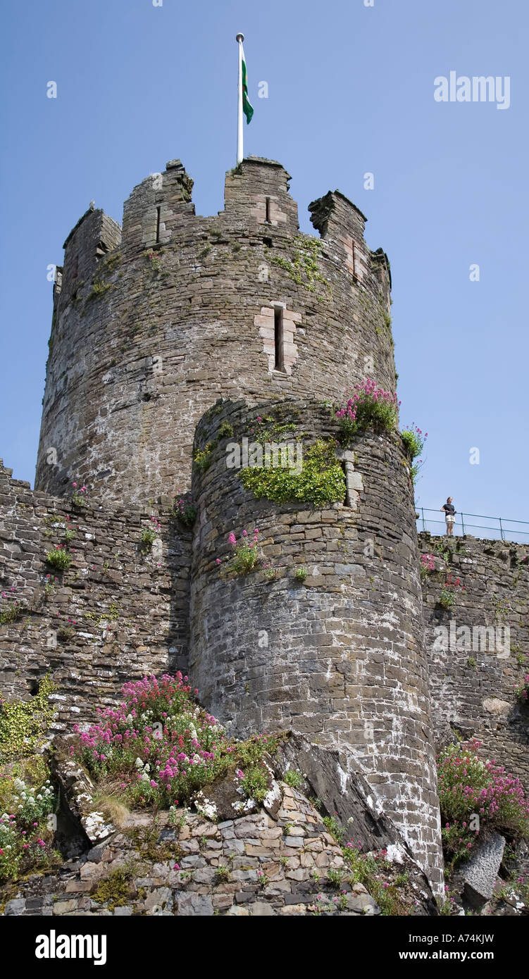 Persona in piedi sulla cortina di macerie di Conwy Castle Conwy Wales UK Foto Stock