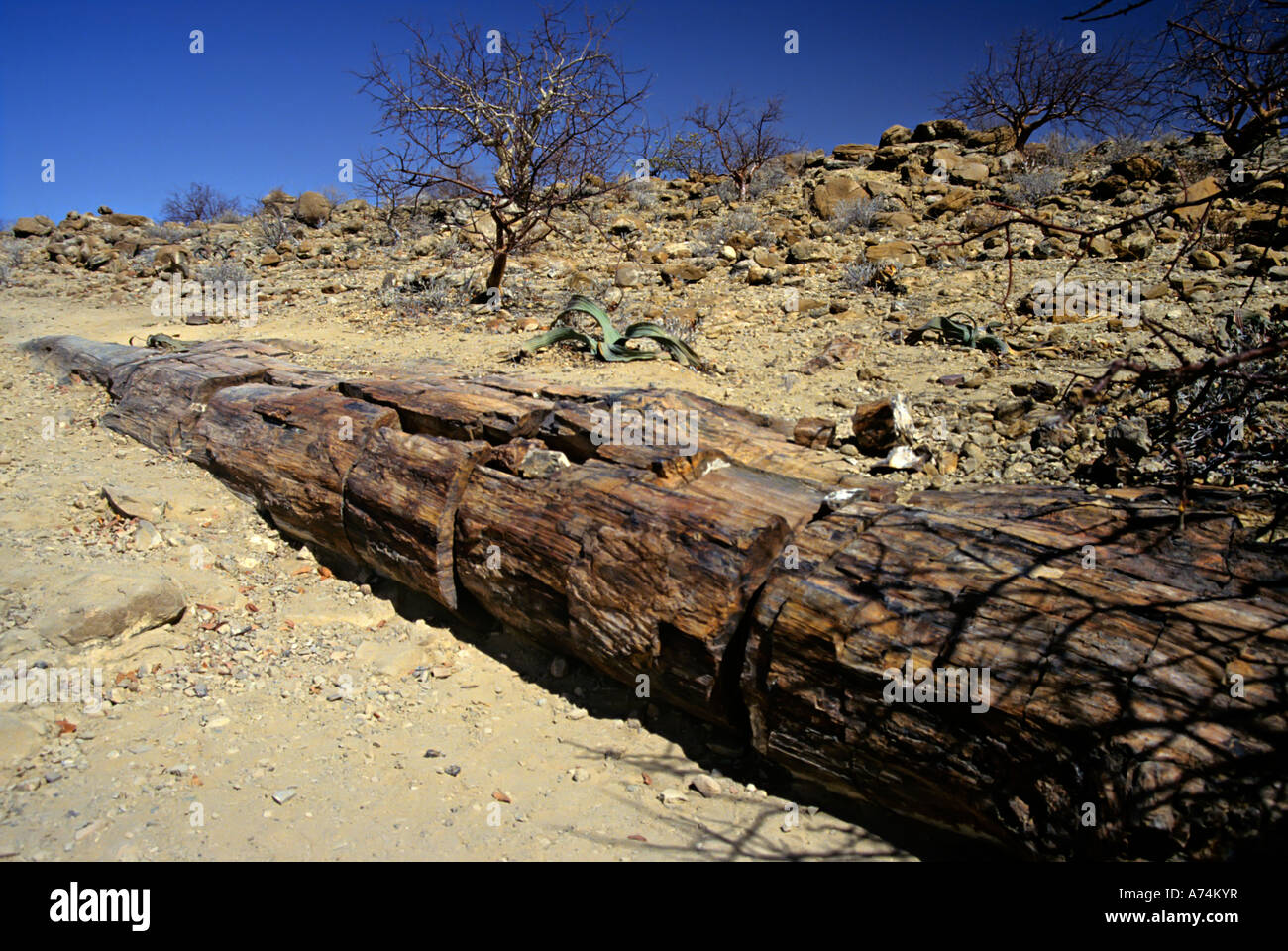 Alberi fossili a foresta pietrificata nei pressi di Khorixas con pianta Welwitschia dietro di Damaraland Namibia Foto Stock