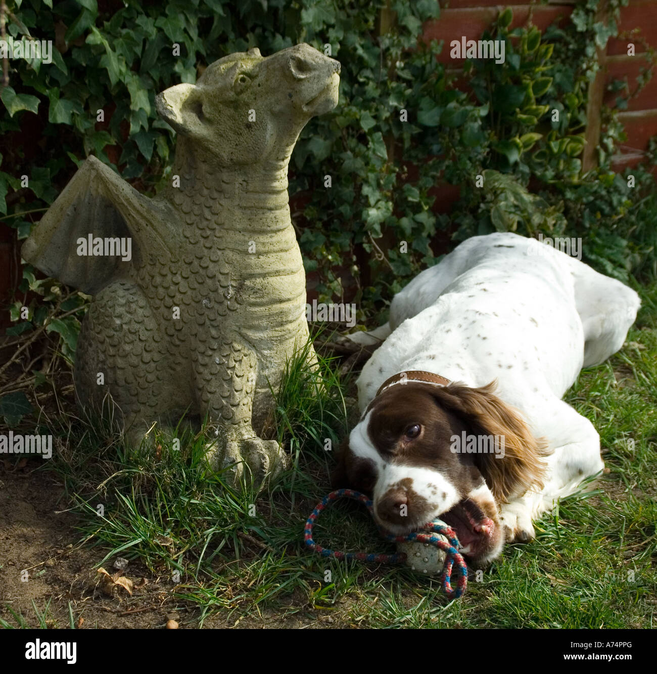 Cane e drago Springer Spaniel, Gun Dog, energico, attivo, lavoratore duro, lavoro sul campo, allerta ansioso, bello, animale marrone e bianco, canino. Foto Stock