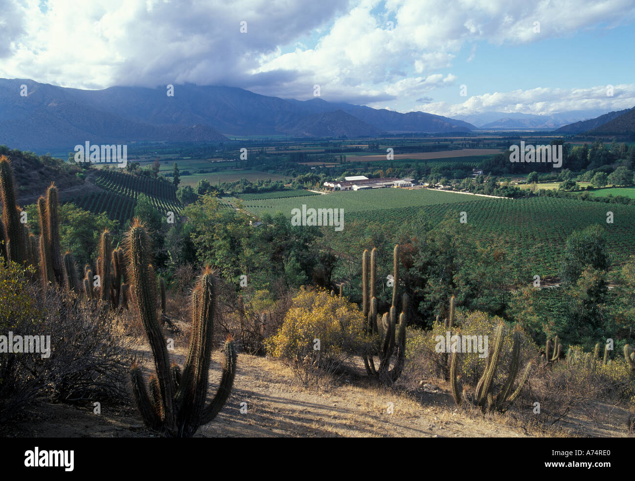 Il Cile, Aconcagua Valley, Vina Errasuriz, Panquehue Ltda, Merlot e Cabernet Sauvignon, cantina Foto Stock
