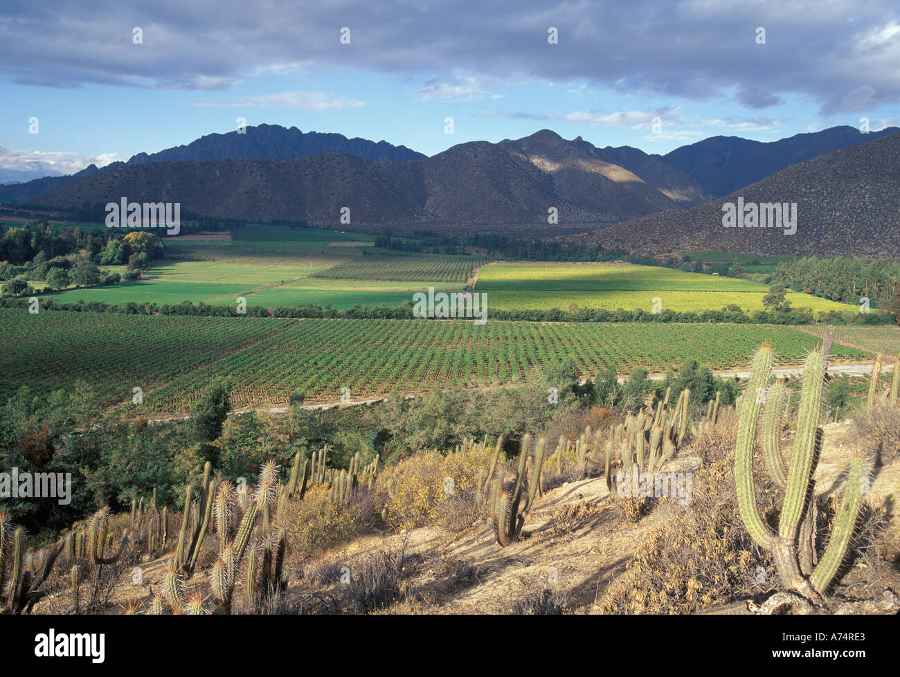 Sud America, Cile, Aconcagua Valley, Cacti border i vigneti in tutto il paesaggio nei pressi delle Ande Foto Stock
