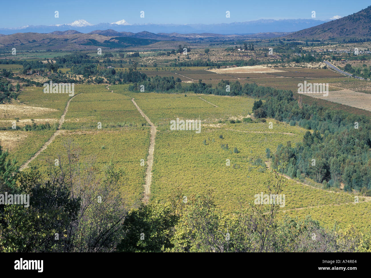 Sud America, Cile, Talca, guardando da Vina Tabontinaja verso le Ande Foto Stock