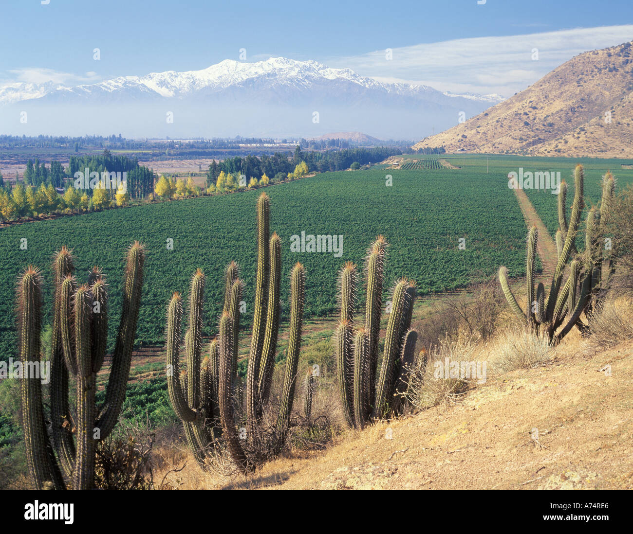 Il Cile, Maipo Valley, Puente Alto, Morros cantina lungo la riva del fiume Maipo, Ande dietro Foto Stock