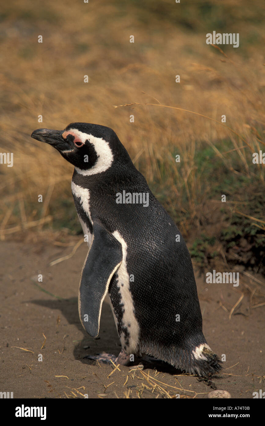 Il Cile, Seno, Otway. Adulto Magellanic Penguin (Spheniscus magellanicus). Foto Stock