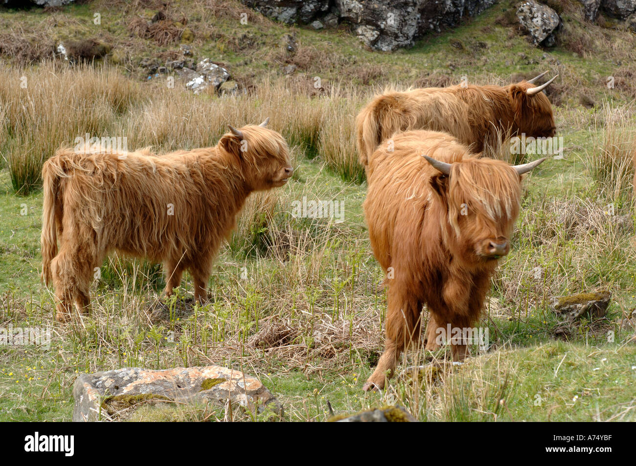 Highland bovini Mull Ebridi Interne Foto Stock