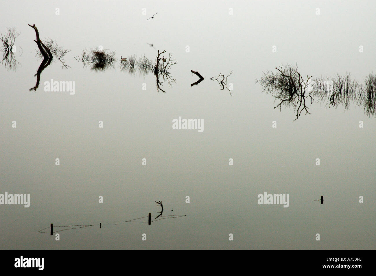 Inondare l'acqua con alberi sommersi morti Foto Stock