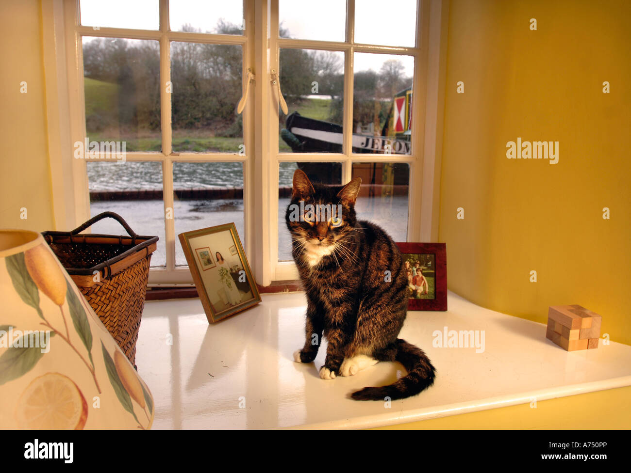 Un gatto su un davanzale con un battello del canale al di fuori del Regno Unito Foto Stock