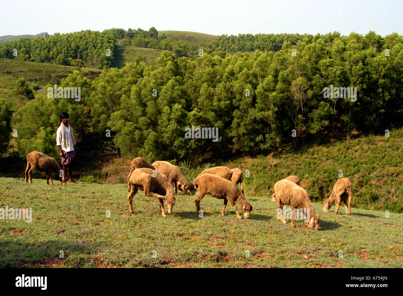 Colline di VAGAMON, IDUKKI DIST Foto Stock