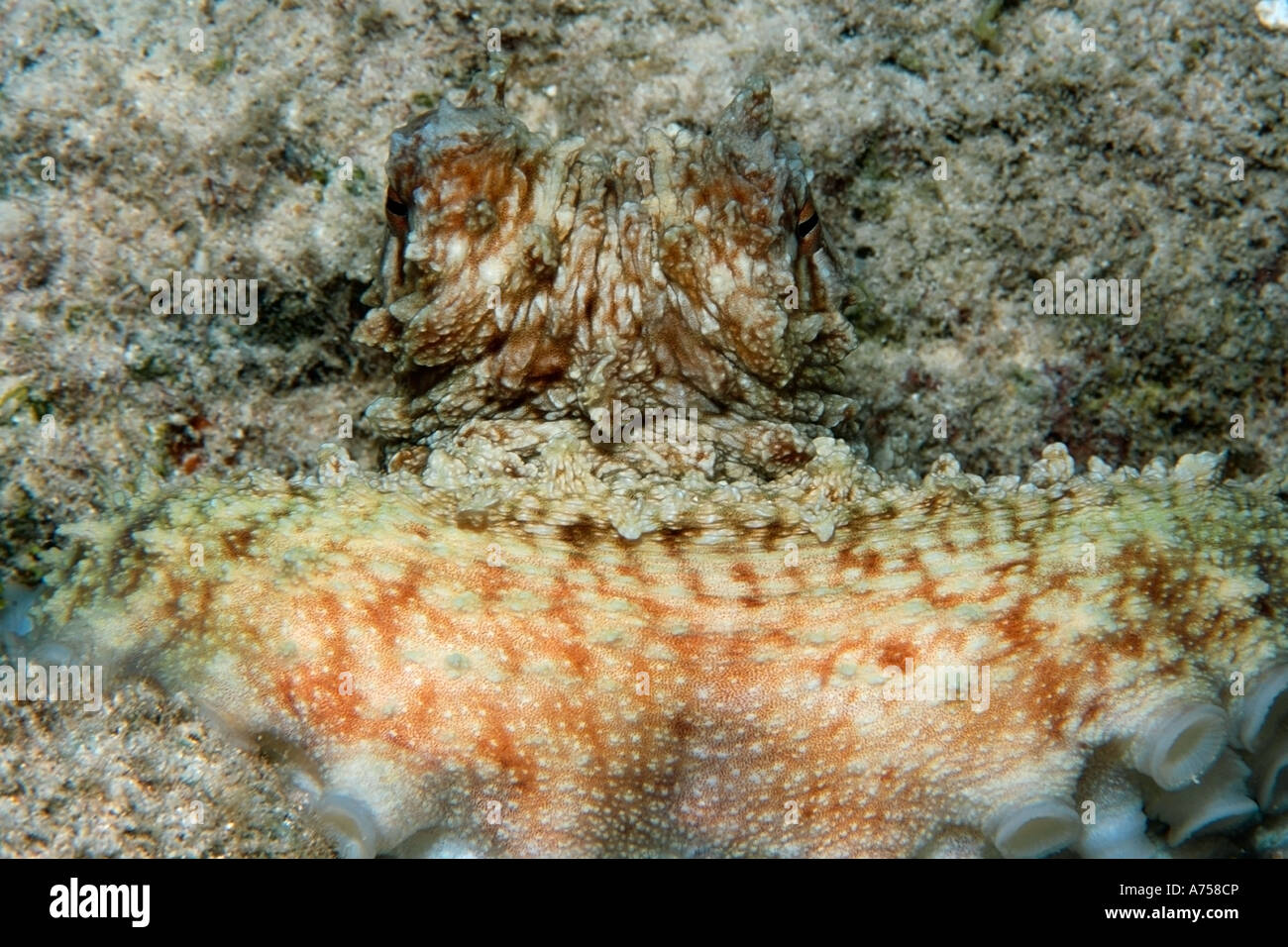 Reef octopus Octopus cyanea testa e dettaglio tentacolo Rongelap atollo delle Isole Marshall Micronesia Foto Stock