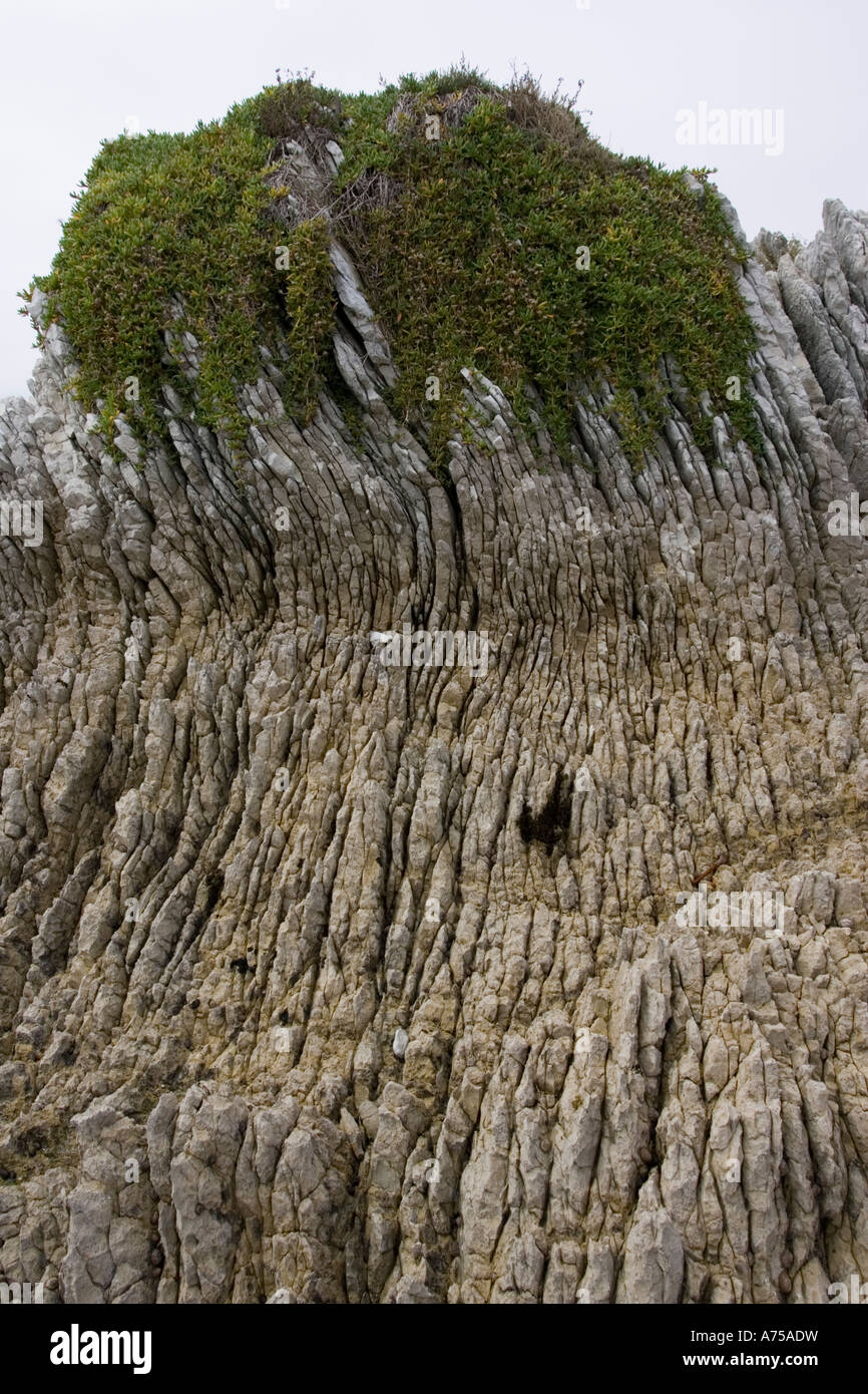 Il Oligocene inclinato verticale ripiegata le rocce calcaree sulla costa di Kaikoura Isola del Sud della Nuova Zelanda Foto Stock