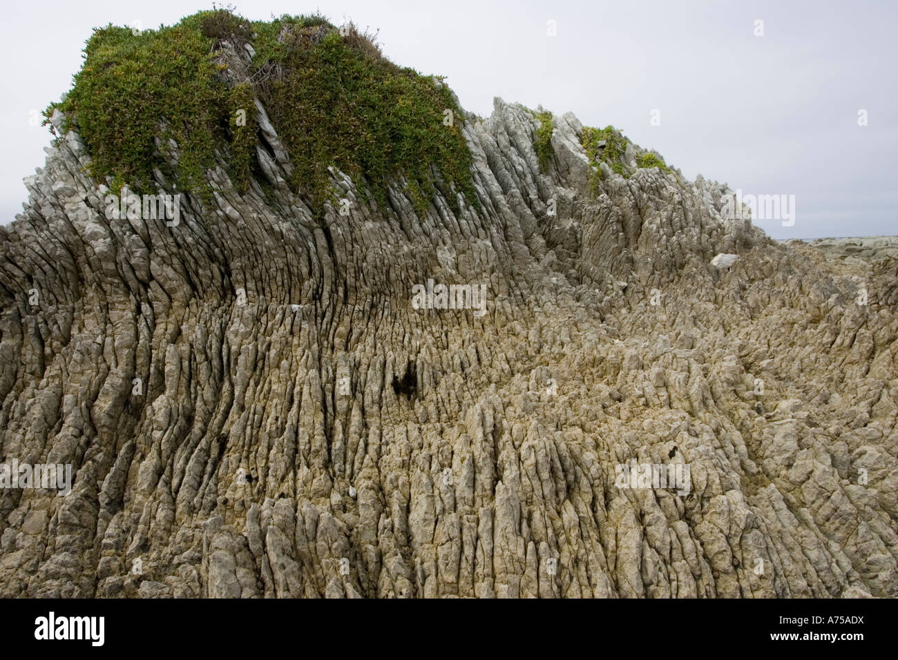 Il Oligocene inclinato verticale ripiegata le rocce calcaree sulla costa di Kaikoura Isola del Sud della Nuova Zelanda Foto Stock
