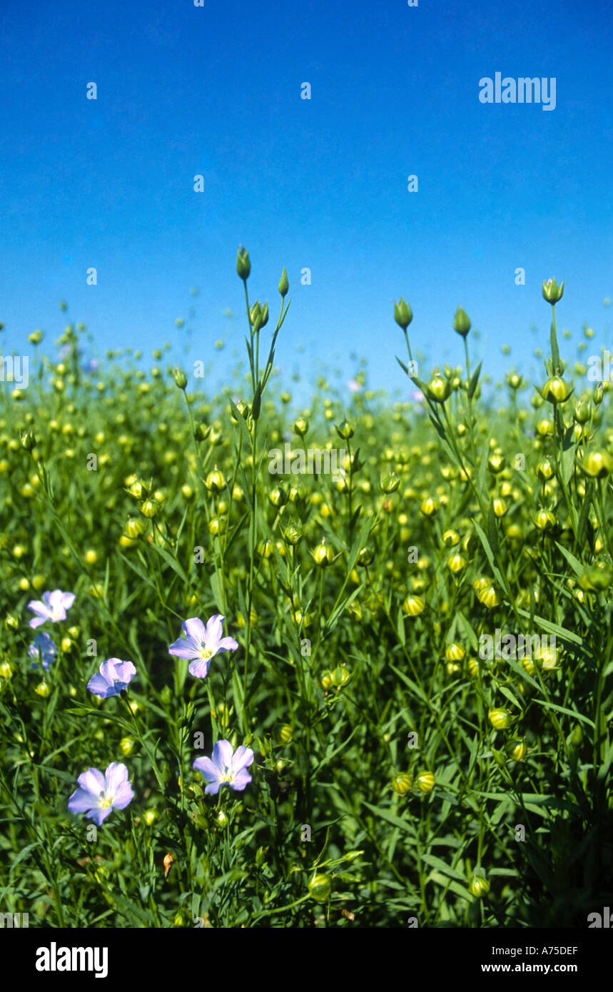 Semi di lino raccolto fiori blu Northamptonshire Inghilterra Foto Stock