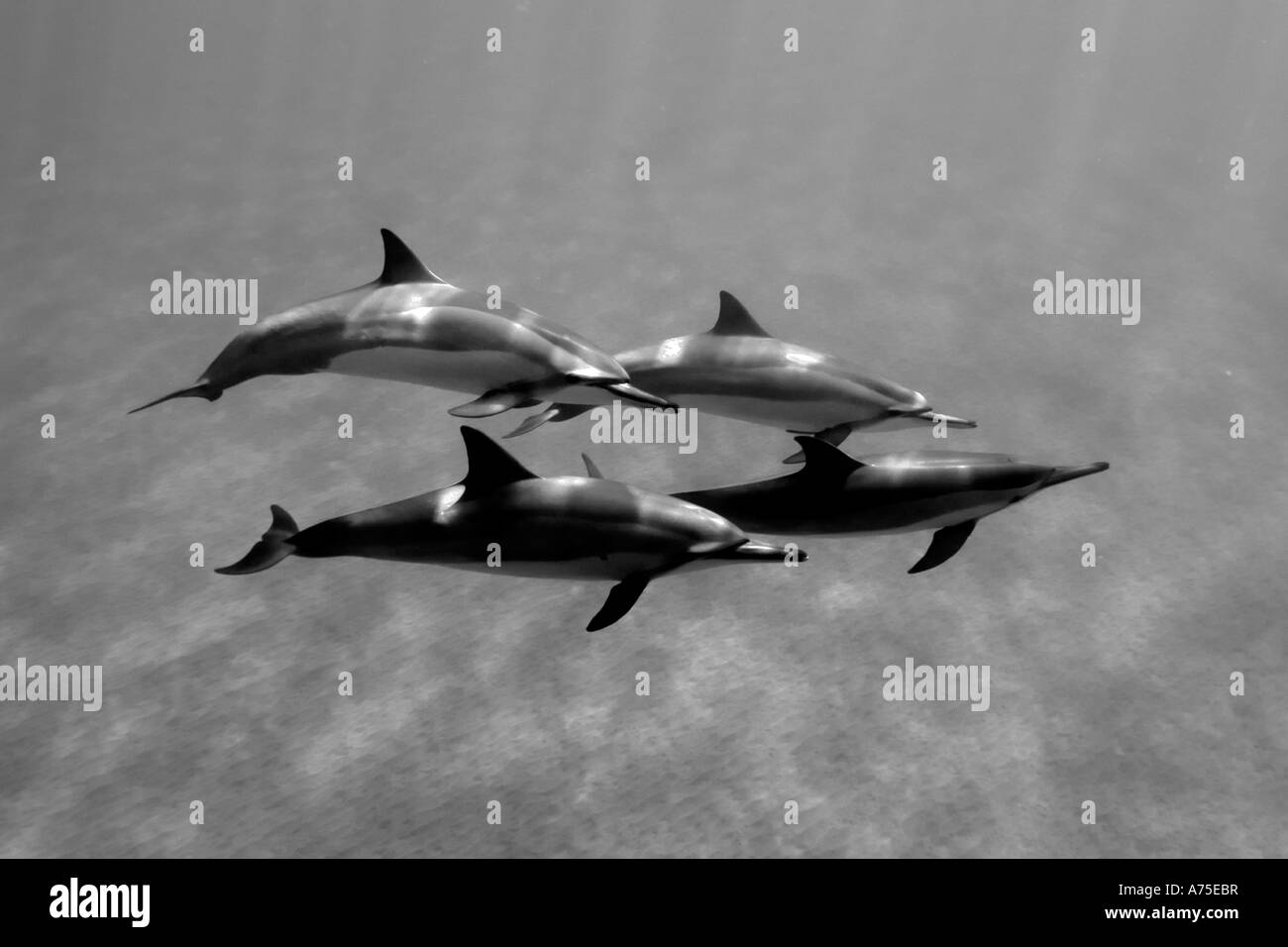 Spinner delfini Stenella longirostris Big Island delle Hawaii USA Foto Stock