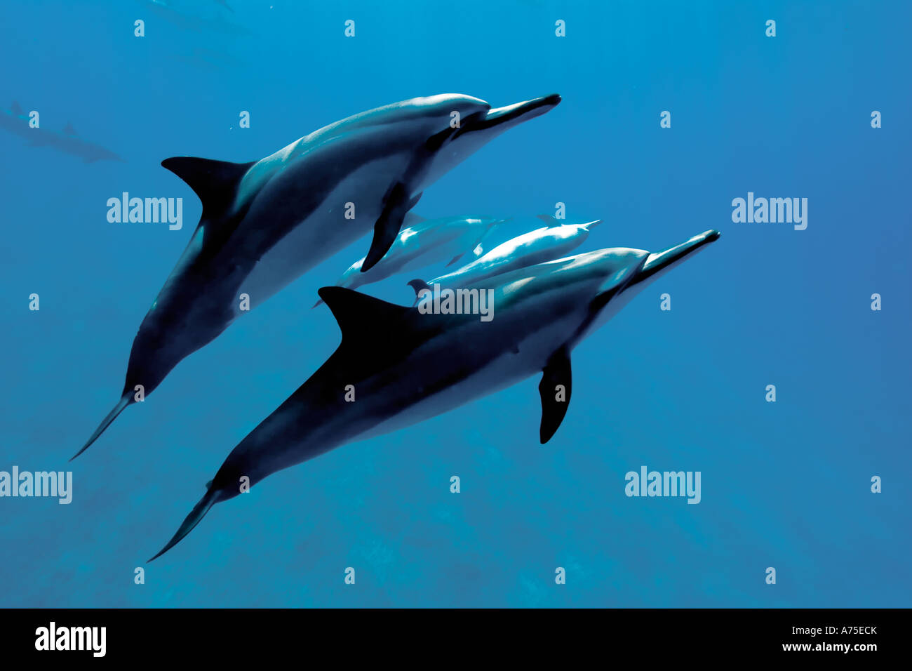 Spinner delfini Stenella longirostris Big Island delle Hawaii USA Foto Stock